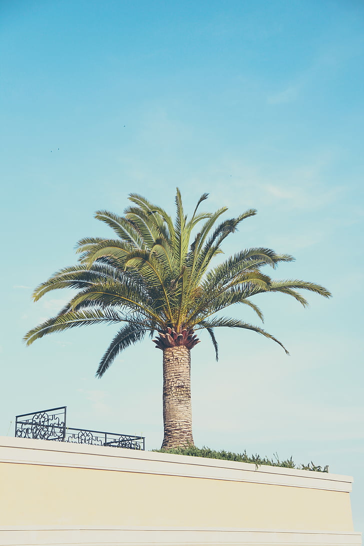 palm, tree, top, white, wall, daytime, beach