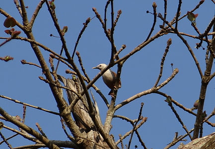 Malabar starling, sturnia blythii, je Blyth starling, sturnia malabarica, pták, Starling, ptačí