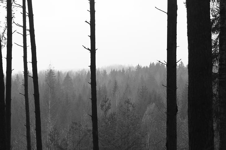 black-and-white, forest, nature, trees, woods