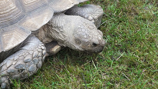 giant tortoise, tortoise, animal