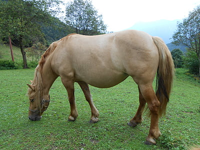 con ngựa, đồng cỏ, núi