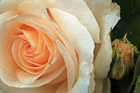 ruža, ruža čaj, cvijet ruža, latice ruže, narančasta, latica ruže, biljka vrt