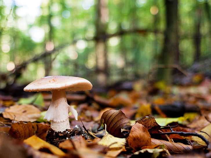 jamur, hutan, log, musim gugur, Jerman, Niedersachsen, alam