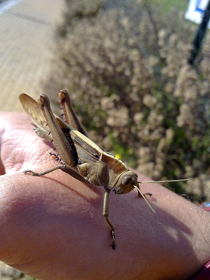 locust, grasshopper, animal, creature, summer, hand, contact