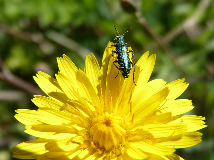 grønne bille, psilothrix viridicoerulea, Løvetann, psilothrix Rose, Taraxacum officinale, bitter sikori, Coleoptera