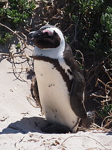 penguin, bird, south africa, beach, sand