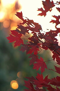 falder, efterår, blad, træ, efterårsfarver, efterår blade, rød orlov