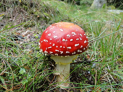 fungo, natureza, floresta de cogumelos, floresta