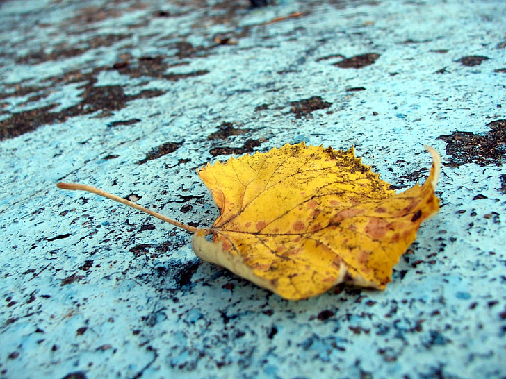 colori d'autunno, foglia, colore di caduta, oro, natura