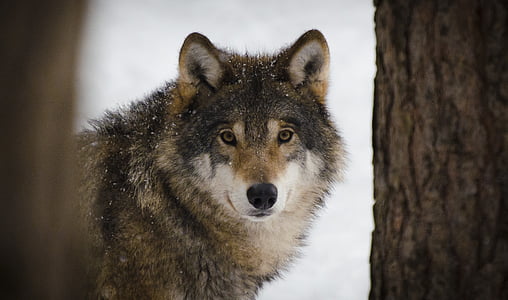 Wolf, roofdieren, dieren in het wild, winter, Wolven, dierentuin, dierlijk leven