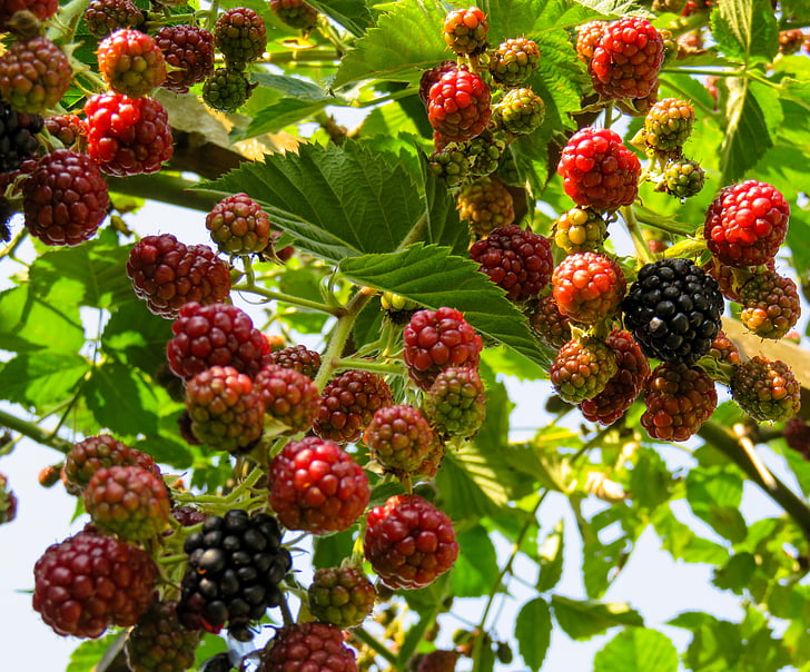 Raspberry, buah, buah-buahan, Berry, lezat, Taman
