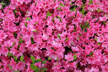 azalea, blossoms, pink, pink flowers, natural, plant, bloom