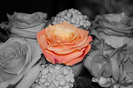 Rose, cvet, cvet, cvet, poročni šopek