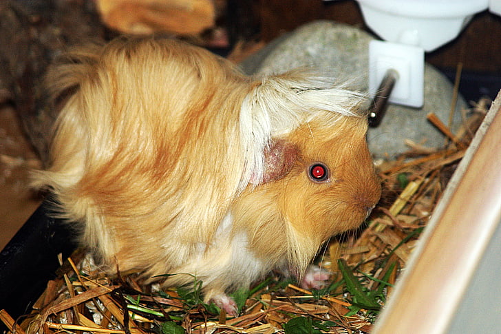 guinea pig, sunshine, sun, sea ​​pig house, sweet, cute, rodent