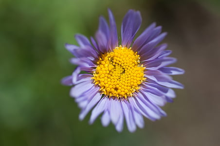 aster, purple, flower