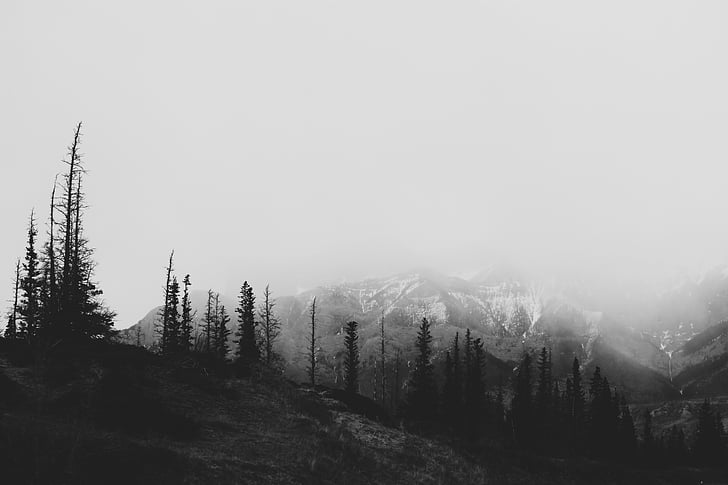 sort og hvid, kolde, Dawn, falder, tåge, skov, grå himmel