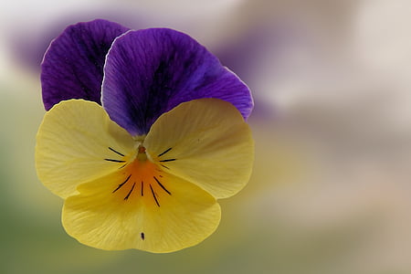 三色堇, 花, 开花, 绽放, 紫罗兰色, 花瓣, 脆弱