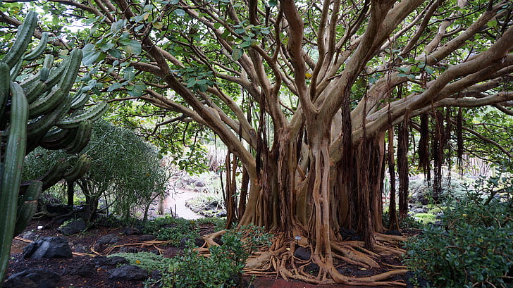canary islands, botanical garden, subtropical, plants, nature, tree roots, green