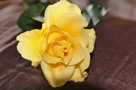 mawar kuning, bunga, naik, kuning, alam, kelopak, Cinta