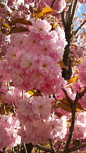 musim semi, Blossom, mekar, pohon buah, bunga, tanaman, alam
