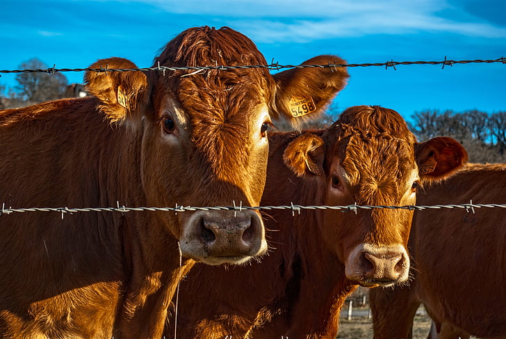 Kuh, Rindfleisch, Tier, Natur, Landwirtschaft, Landwirtschaft, Frankreich