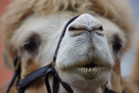 camelo, animal, deserto, África, primeiro andar, beduíno, Egito
