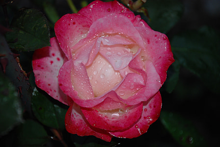 квітка, рожевий, Троянда, краплі, завод, Природа, Бузок