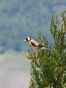 goldfinch, singing, trill, cypress, cadernera, carduelis carduelis