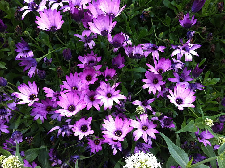 fiori viola, fiori lilla, primavera, campo, giardino, Bloom, natura
