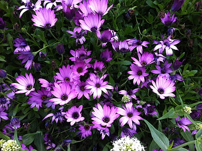 purple flowers, lilac flowers, spring, field, garden, bloom, nature