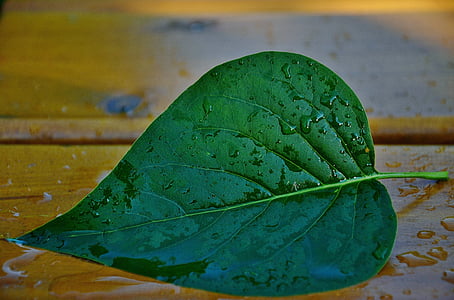 Leaf, lämnar, grönt blad, grön, naturen, vegetabiliska, siluett