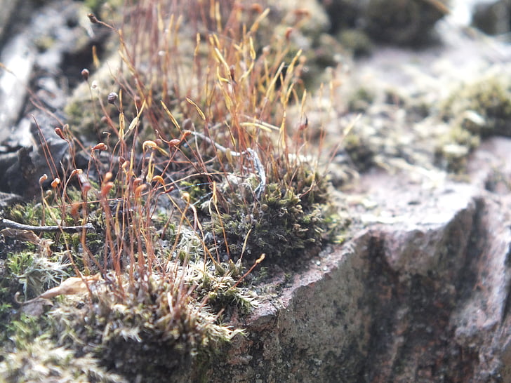 mosses, stone, grey, lichens