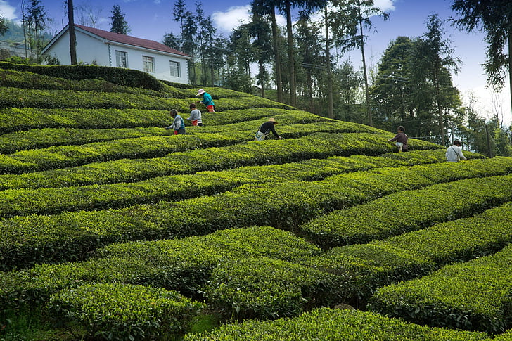 giardino del tè, coltivatore di tè, Yichang, Wufeng, agricoltura, azienda agricola, adulto