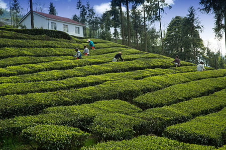 Tea garden, pěstitel čaje, Yichang, Wufeng, zemědělství, farma, dospělí