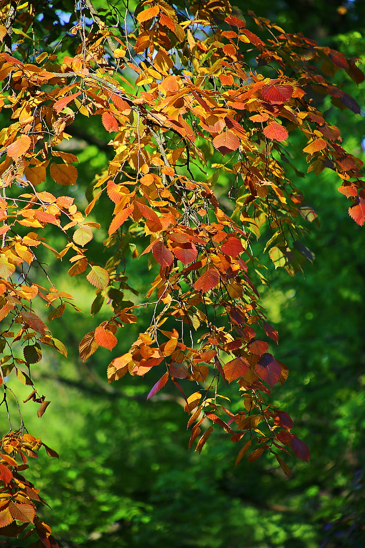 autunno, bellezza, dere, albero, natura, alberi, vivere la natura
