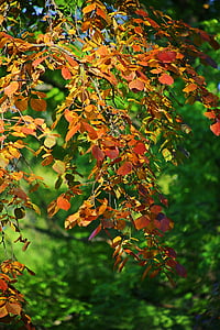efterår, skønhed, dere, træ, natur, træer, levende natur