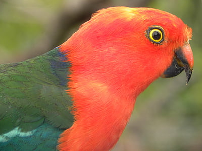 Avstralski kralj papagaji, alisterus scapularis, ptice, ki plujejo pod, let, krila, perje