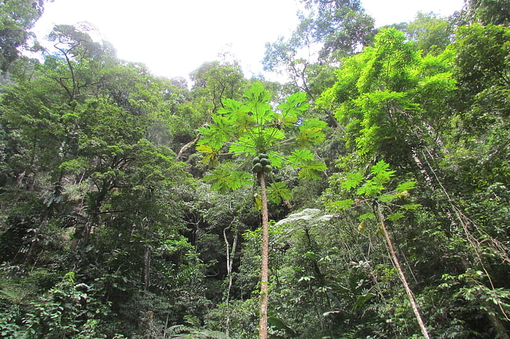 peru, jungle, tarapoto