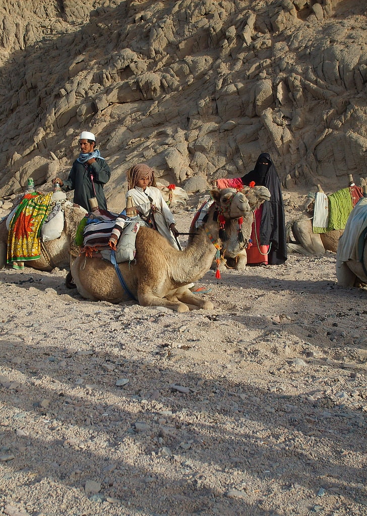 deserto, montanha, bebê, Egito, quente, Hurghada, camelo