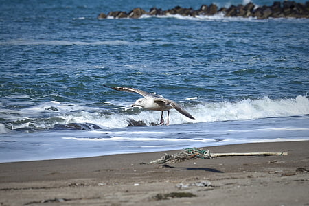 zvíře, Já?, pláž, vlna, Sea gull, Racek, Mořský pták