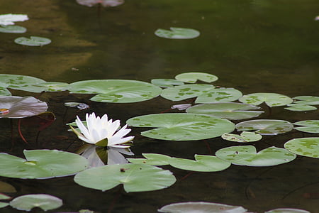 vody, Pad, Lily, Príroda, kvet, rybník, vodné