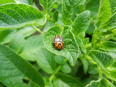 planta de papa, Escarabajo de la, naturaleza