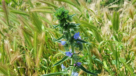 echium vulgare, blueweed, Viper bugloss, bugloss, Flora, vulgare, echium