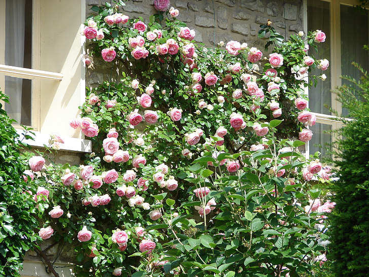 väggen, rosor, blommor, rosenbuske, klätterros, våren, naturen