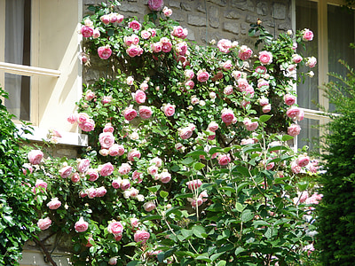 wall, roses, flowers, rosebush, climbing rose, spring, nature
