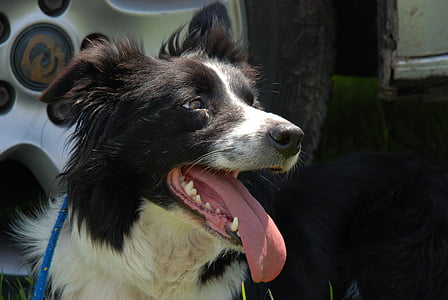 dog, tongue, animal, pet, black, white, pets