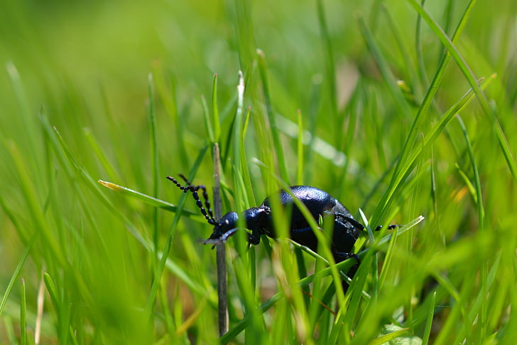 beetle, insect, nature, animal, macro, grass, black