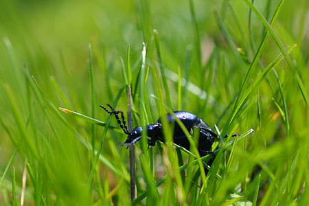 Käfer, Insekt, Natur, Tier, Makro, Grass, Schwarz