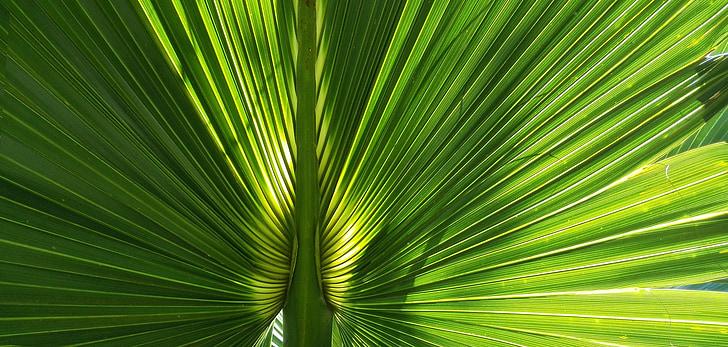 Palma, blad, lys, natur