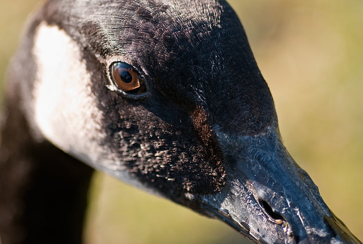 Canada goose, Husa, pták, Detailní záběr, oko